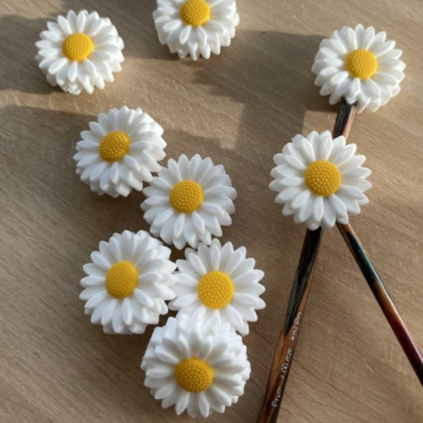 Daisy - Margueritter